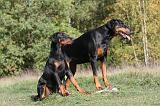 DOBERMANN 197